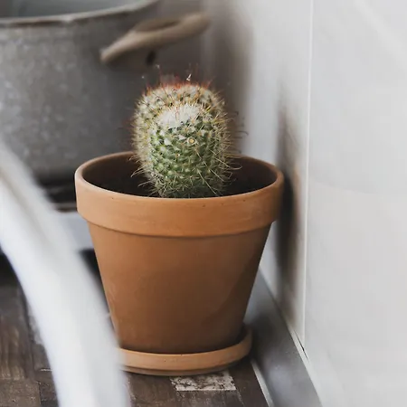 Roditsa Patritsia 3*