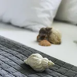 Roditsa Patritsia 3*