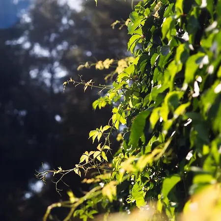 Roditsa Patritsia ポリフロノ