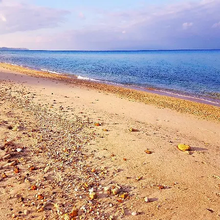 Roditsa Patritsia